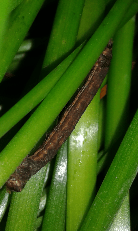 Geometridae : bruco di Peribatodes rhomboidaria?